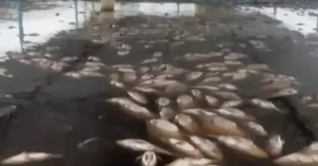 Chuvas provoca queda de energia e mortes de 14 mil peixes em criadouro