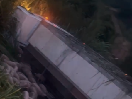 Caminhão carregado de porcos tomba na BR-101