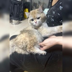 Gatinho liga acidentalmente fogão de indução e causa incêndio