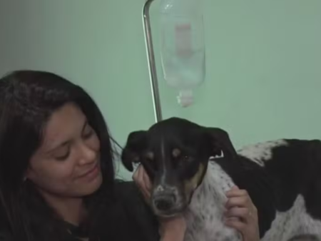 Doença viral e contagiosa causa a morte de pelo menos 100 cães em cidade da Bahia