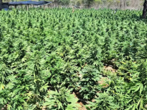 O laboratório tinha capacidade para produzir até quatro toneladas de maconha