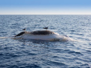 Baleia Jubarte é encontrada morta em praia de Trancoso