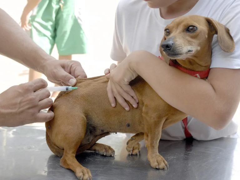 Prefeitura de Eunápolis realiza neste sábado (30) o Dia D de vacinação antirrábica