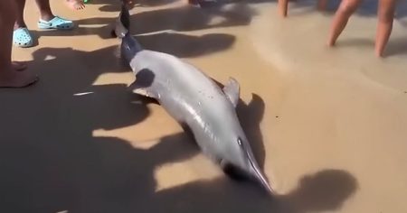 Golfinho é encontrado morto na orla norte de Porto Seguro