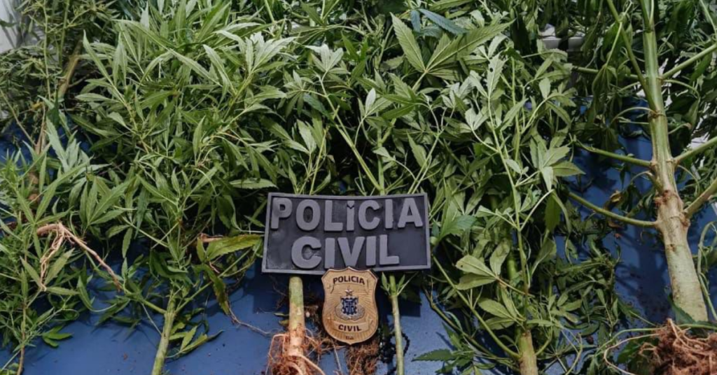 Plantação de maconha cultivada em propriedade rural é apreendida pela polícia em Guaratinga