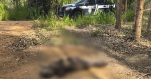 Polícia investiga descoberta de corpo em decomposição em plantação de eucalipto