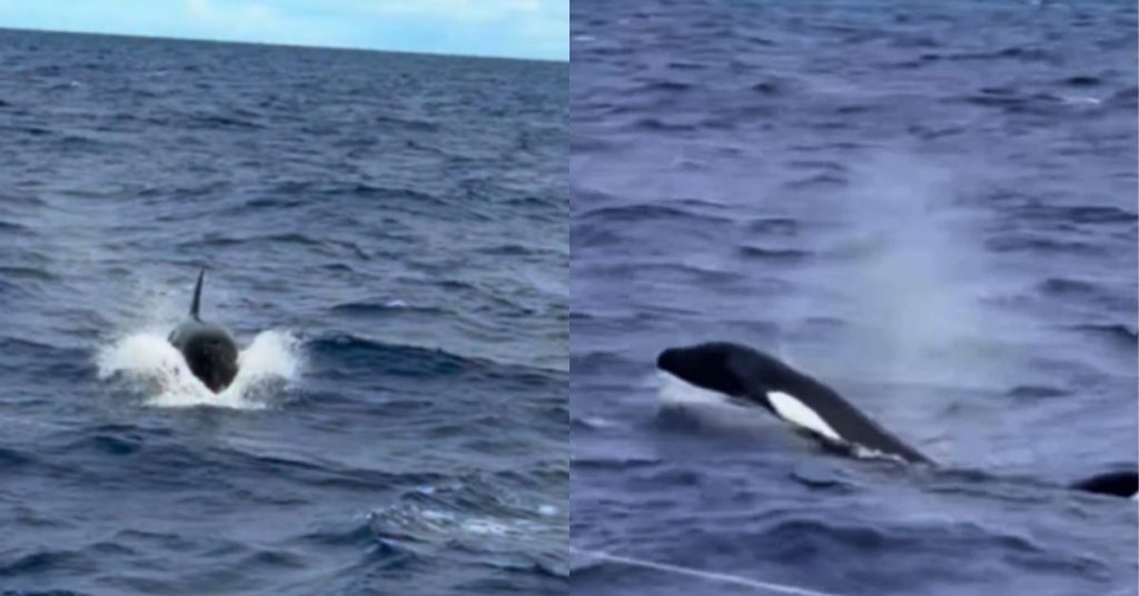 Pescador registra aparição rara de orcas no litoral sul da Bahia