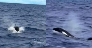 Pescador registra aparição rara de orcas no litoral sul da Bahia