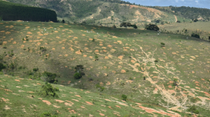 Eunápolis atrai mega investimento para recuperar 2 mil hectares de Mata Atlântica